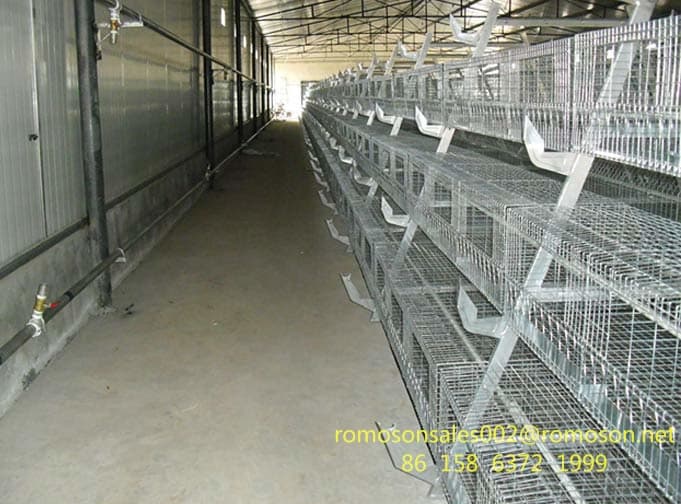 incubators for chickens_shandong tobetter advanced technology